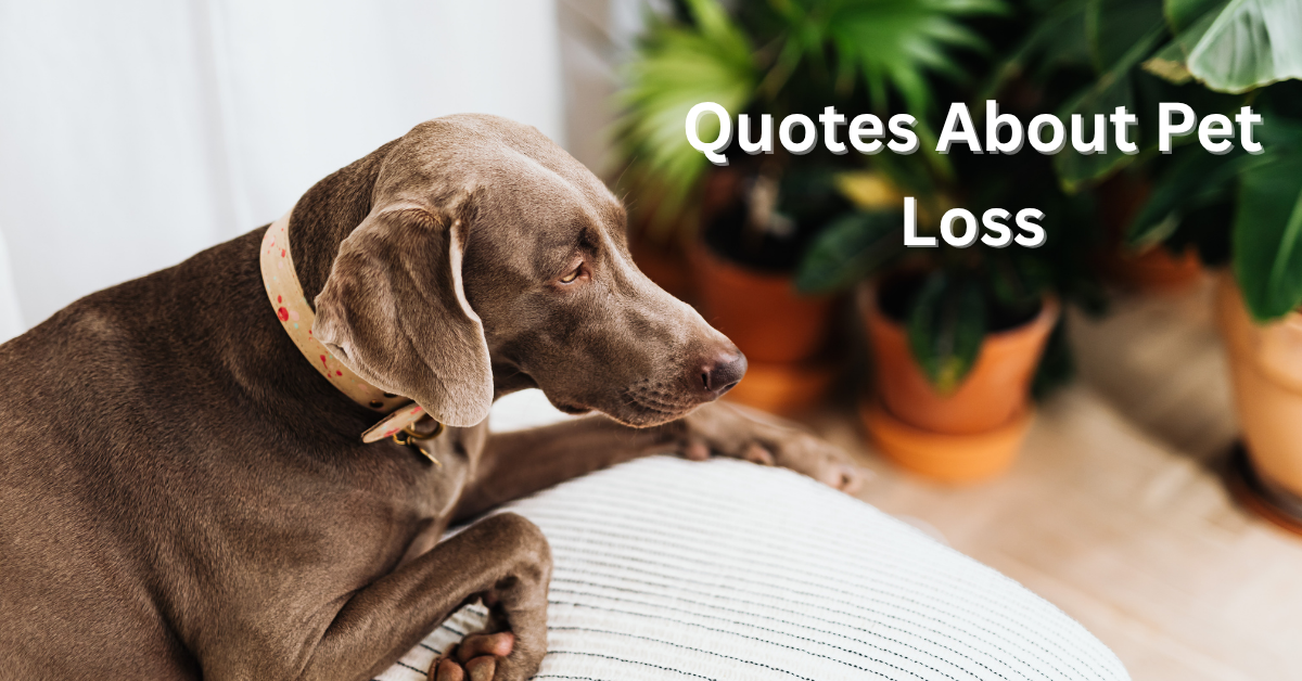 Quotes About Pet Loss