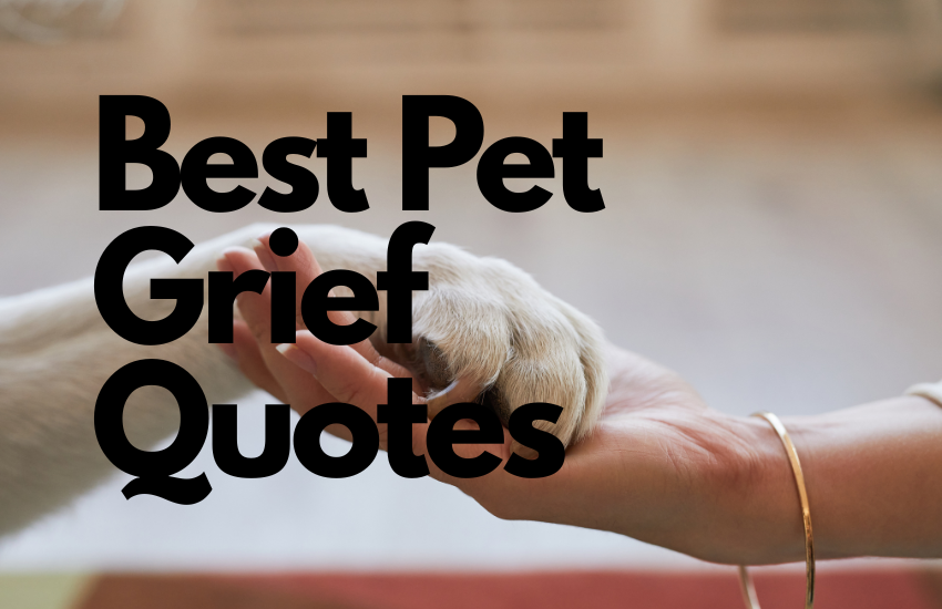 150+ Best Pet Grief Quotes (To Honor Your Beloved Companion) 8 Best Pet Grief Quotes